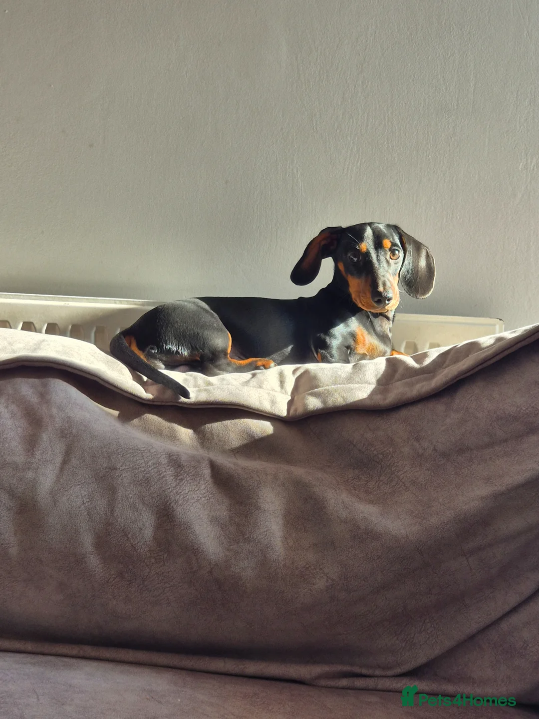 Miniature Dachshund dogs for sale: Miniature dachshund kc registered  in London - Advert 3