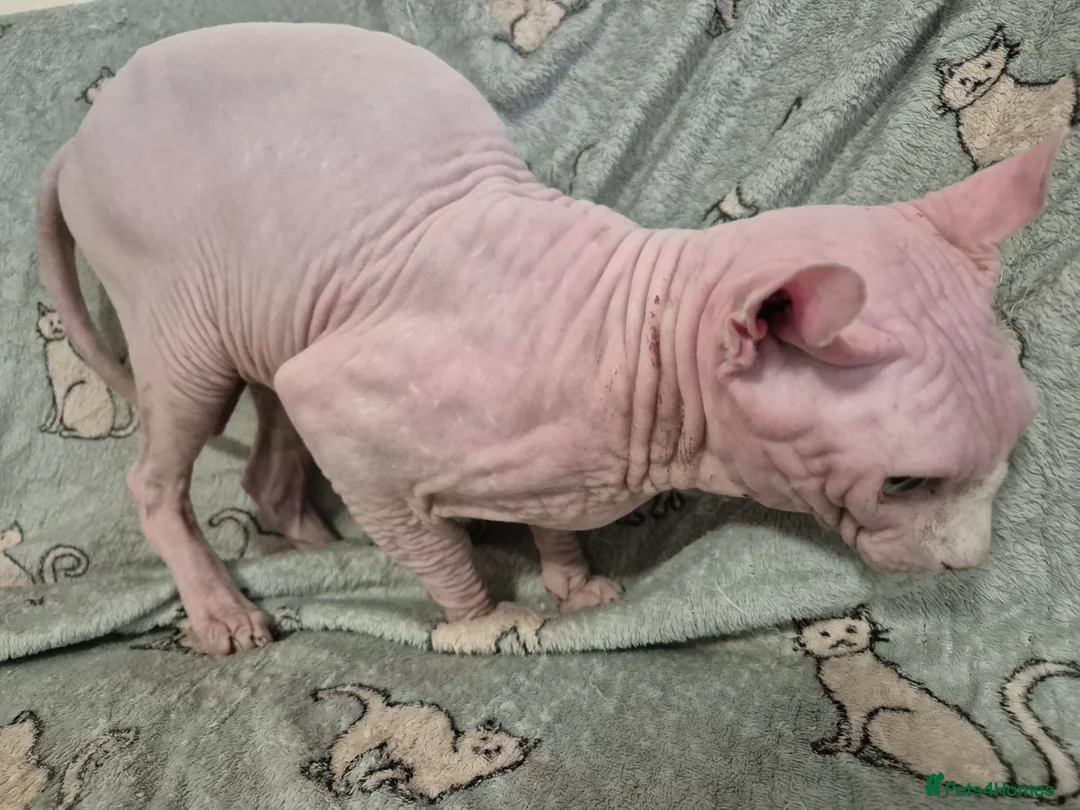 Sphynx cats for stud:  odd eyes shpynx elf ear STUD available.  in Colchester - Advert 6