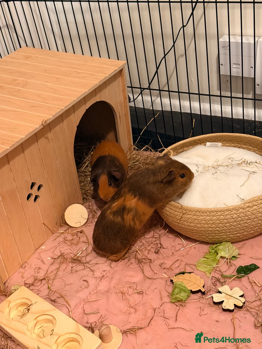 Guinea Pig rodents for sale: 2x Female Bonded Guinea Pigs in Redhill - Advert 10