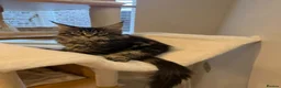 Maine Coon cats for sale: READY NOW last boy beautiful Maine Coon kittens - Advert 11