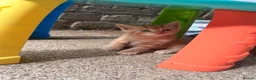 Mixed Breed cats for sale: Kittens x in Bognor Regis - Advert 2
