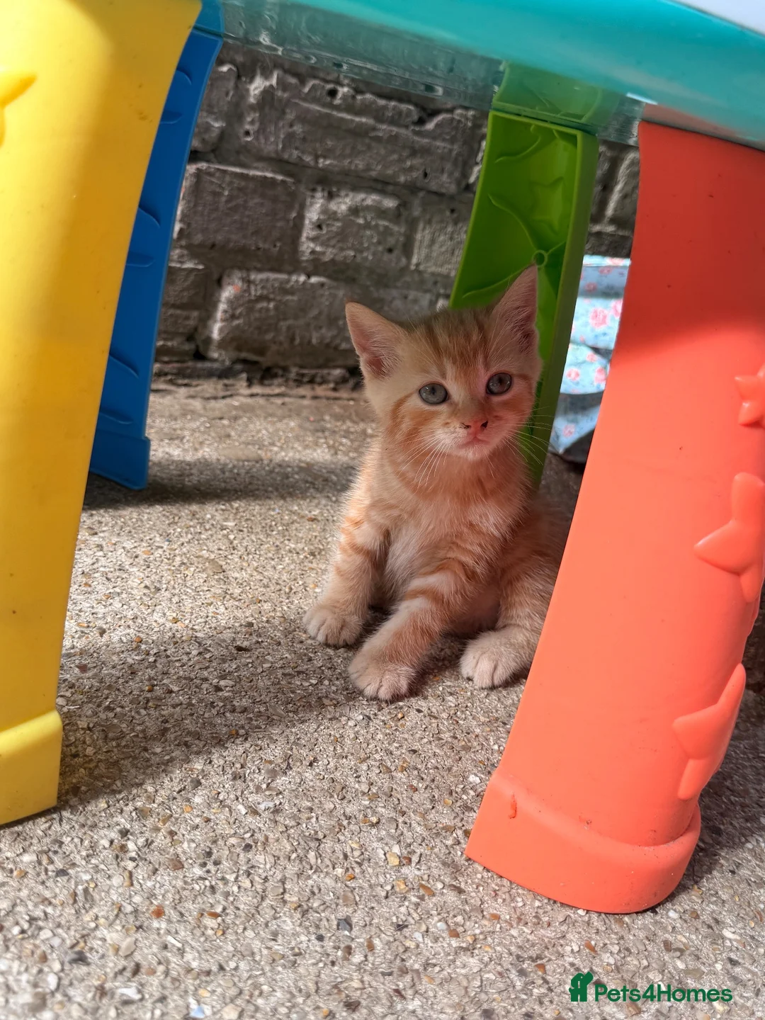 Mixed Breed cats for sale: Kittens x in Bognor Regis - Advert 2
