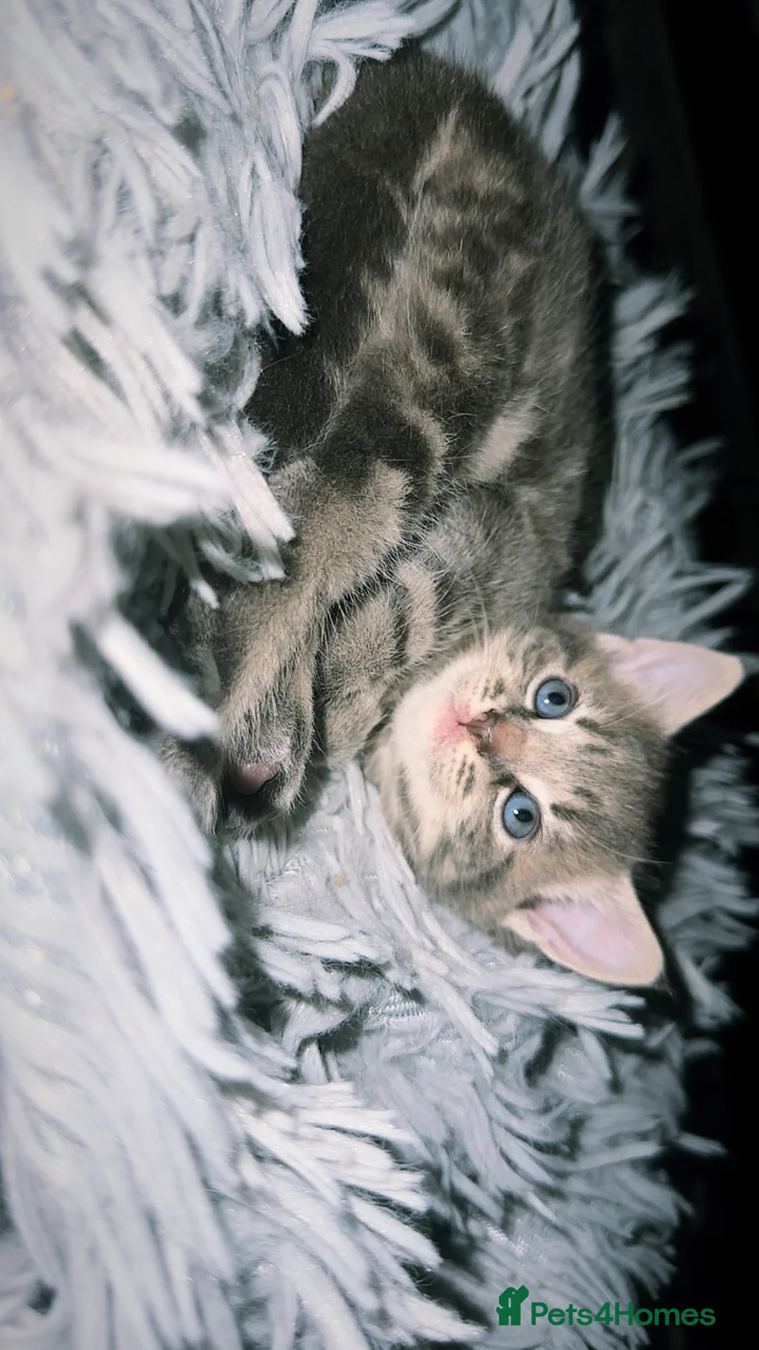 Mixed Breed cats for sale: Stunning male kitten  - Advert 2