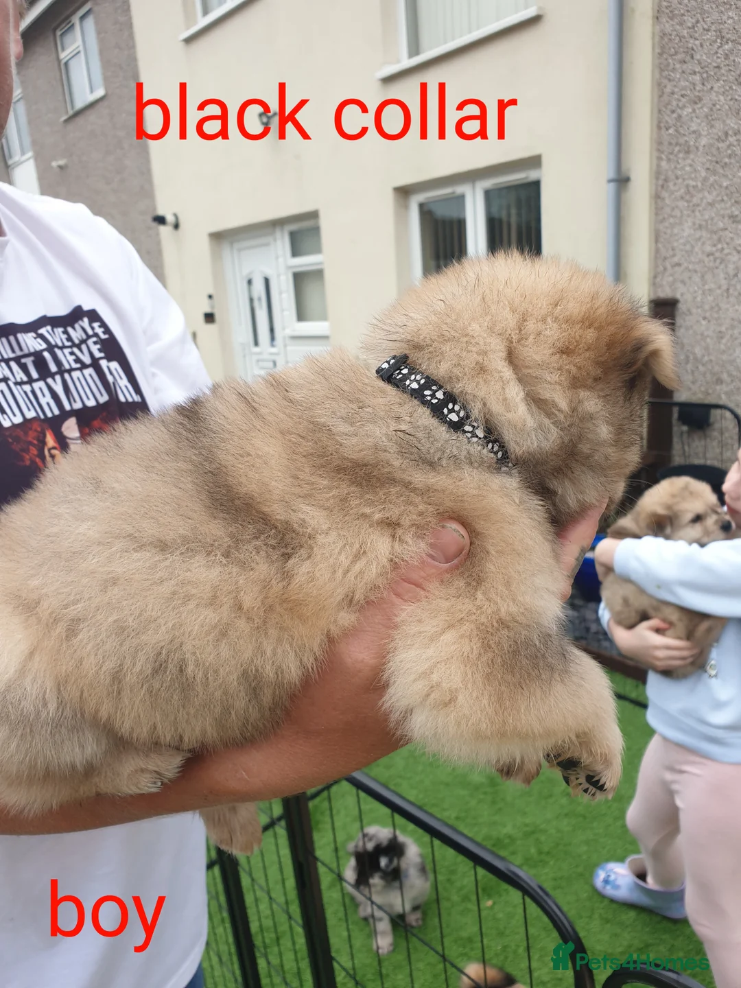Mixed Breed dogs for sale: Hybrid chowchow/alaskan malamute  - Advert 12