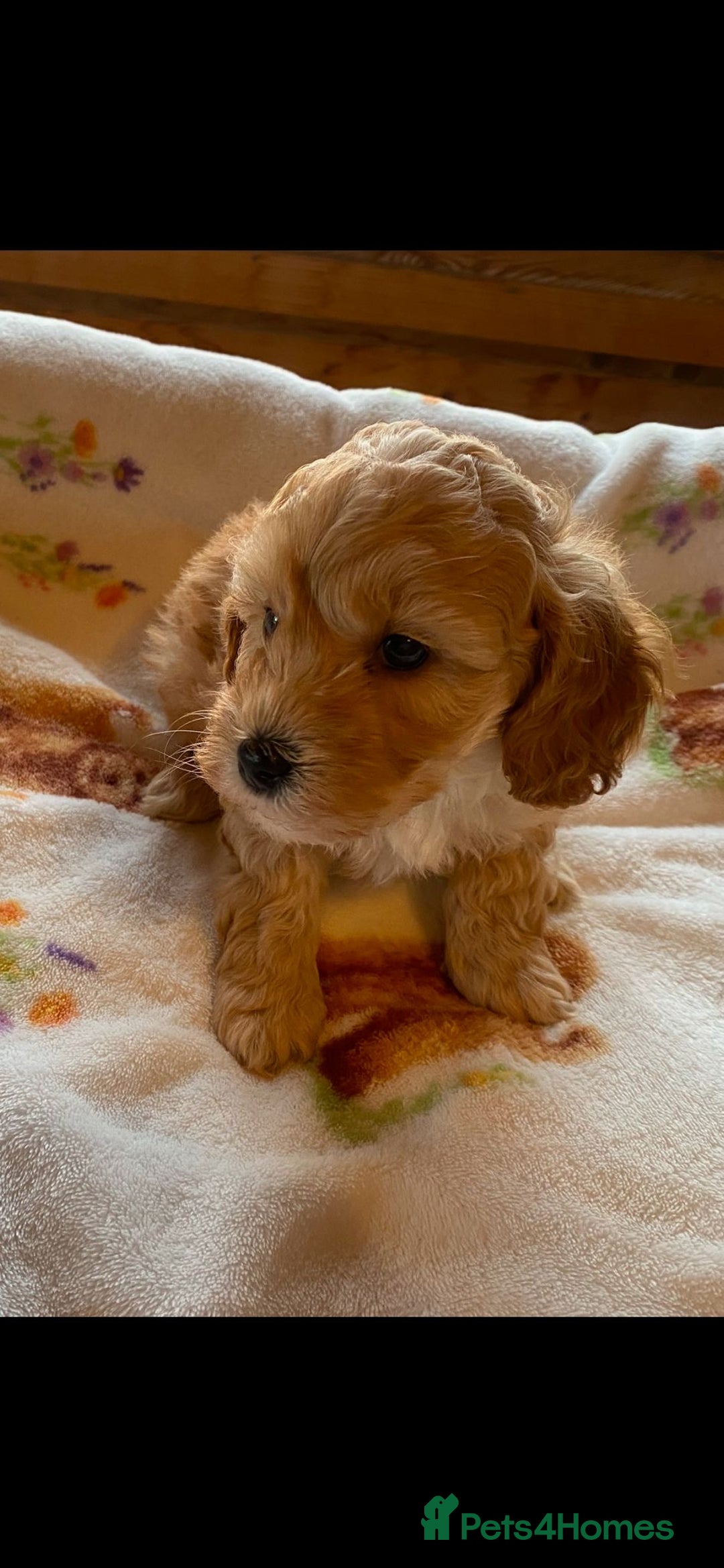 Cavapoo dogs for sale: Cavapoo puppies  - Image 6