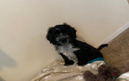 Mixed Breed dogs for sale: 2 Beautiful Shih Tzu x - Image 1