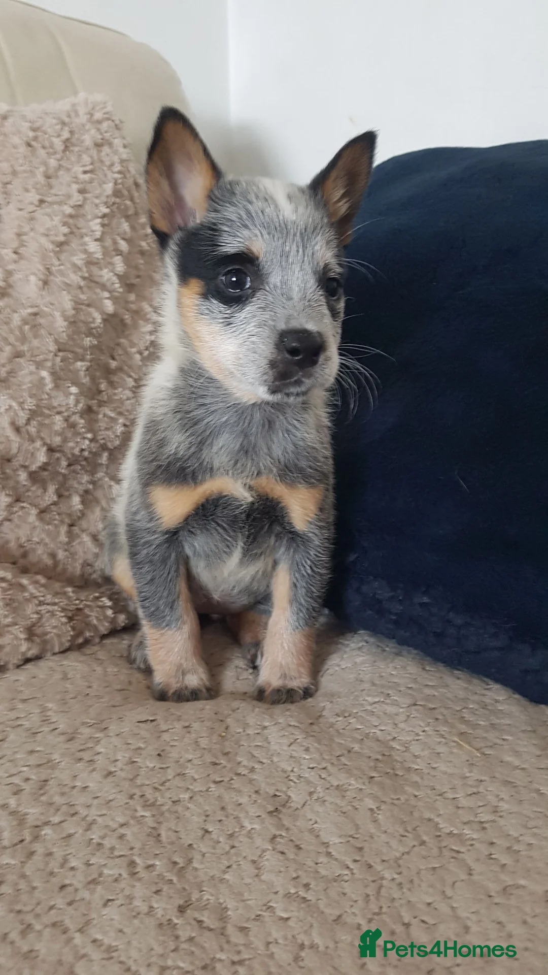 Australian Cattle Dog dogs for sale: 2 STUNNING RED BOYS KC ACD PUPS  - Advert 2