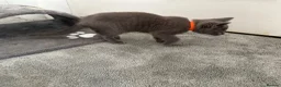 Russian Blue cats for sale: Russian Blue Kittens - Advert 12