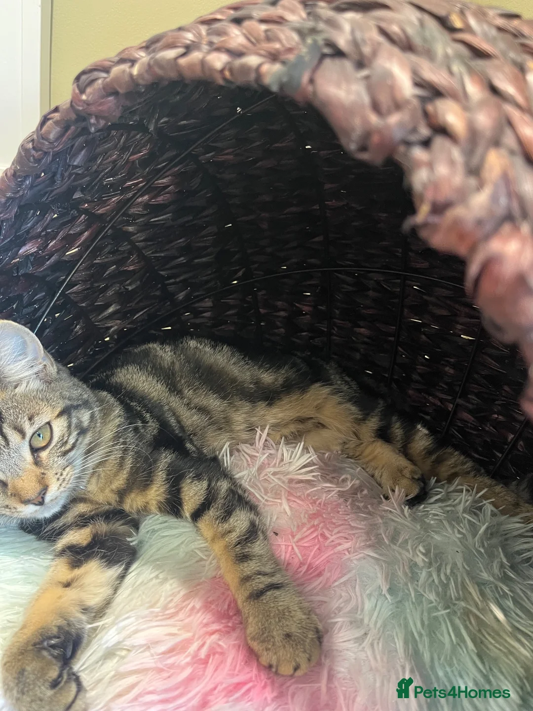 Mixed Breed cats for sale: Athena - Advert 2