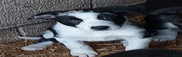 Border Collie dogs for sale: Beautiful Border Collies - Advert 21