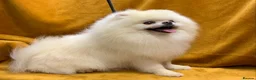 Pomeranian dogs for stud: Optic White/cream  true to type boy for stud only in Lanark - Advert 10
