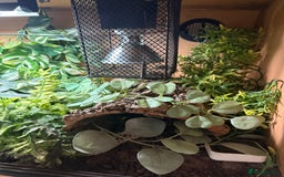 Snake reptiles for sale: Female Western Hognose  - Image 8