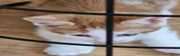 British Shorthair cats for sale: Gorgeous Kitten friendly and very playful - Advert 6