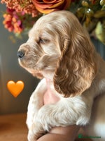 Cocker Spaniel dogs READY NOW Stunning cocker spaniels KC reg 5⭐️ - Advert 5
