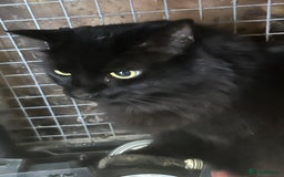 Mixed Breed cats for adoption: Kiki is 5 not 7 and the most gorgeous girl ever - Advert 4