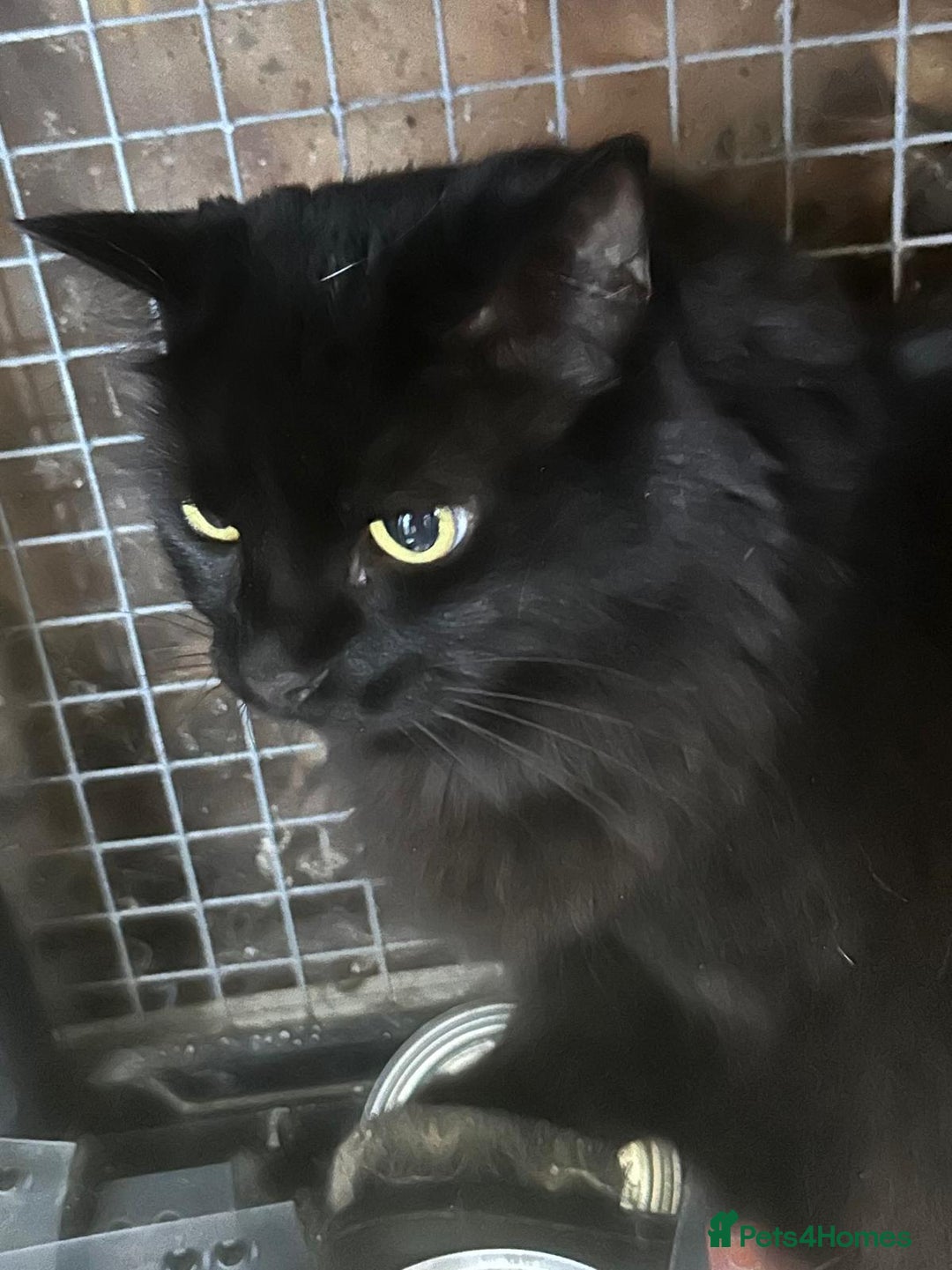 Mixed Breed cats for adoption: Kiki is 5 not 7 and the most gorgeous girl ever - Advert 4