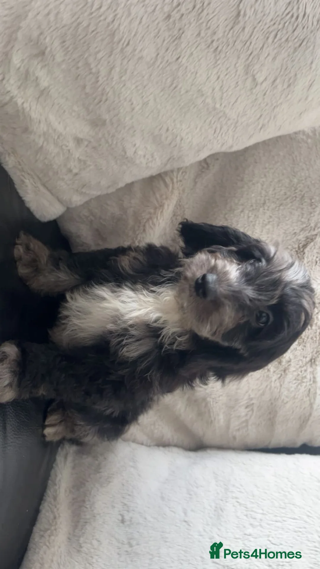 Cockapoo dogs for sale: Beautiful  Cockapoo Puppies  - Advert 2
