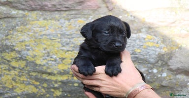 Labrador Retriever dogs - Advert 3