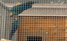 Macaws birds for sale: Two lovely pairs of blue&golds - Image 3