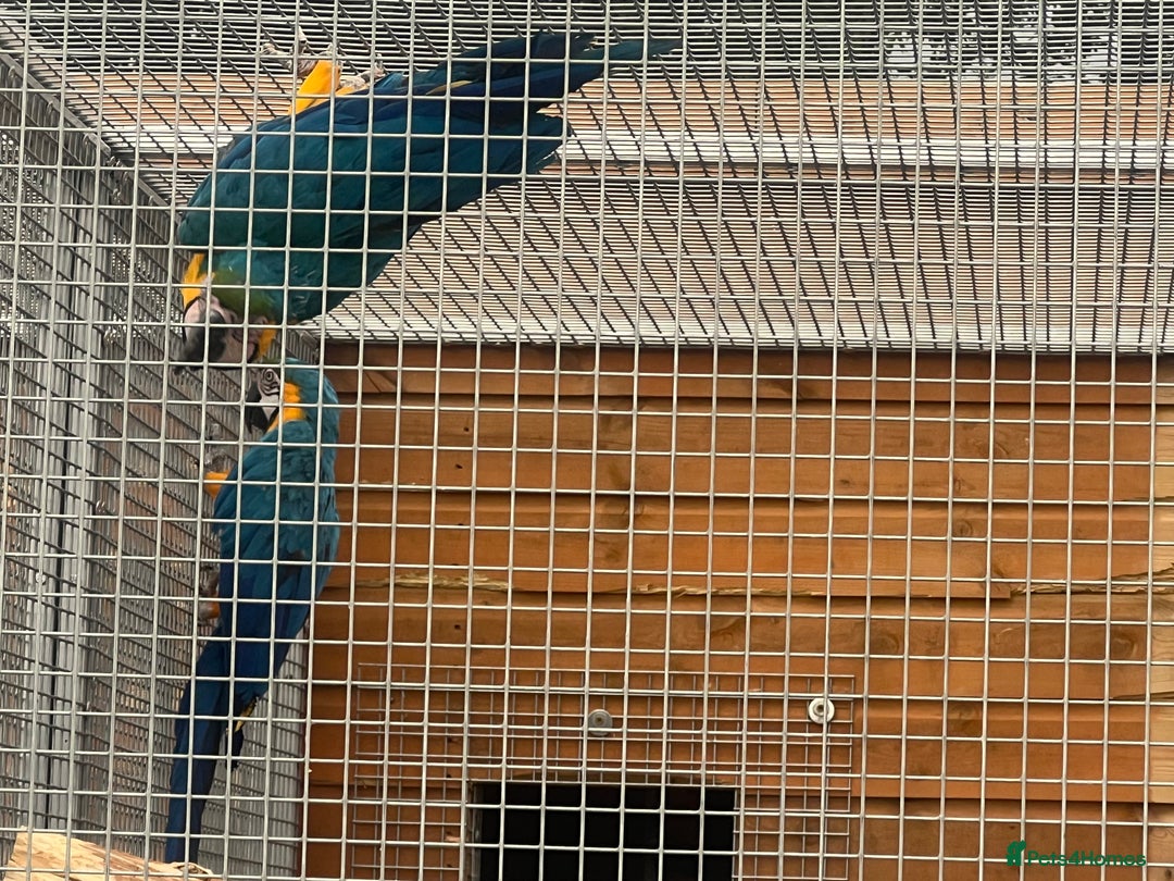 Macaws birds for sale: Two lovely pairs of blue&golds - Image 3