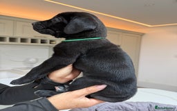 Cane Corso dogs for sale: Beautiful Cane Corso Puppies - Image 17