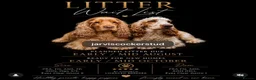 Cocker Spaniel dogs for sale: LICENSED BREEDER KC HEALTH TESTED SHOW COCKERS - Advert 4