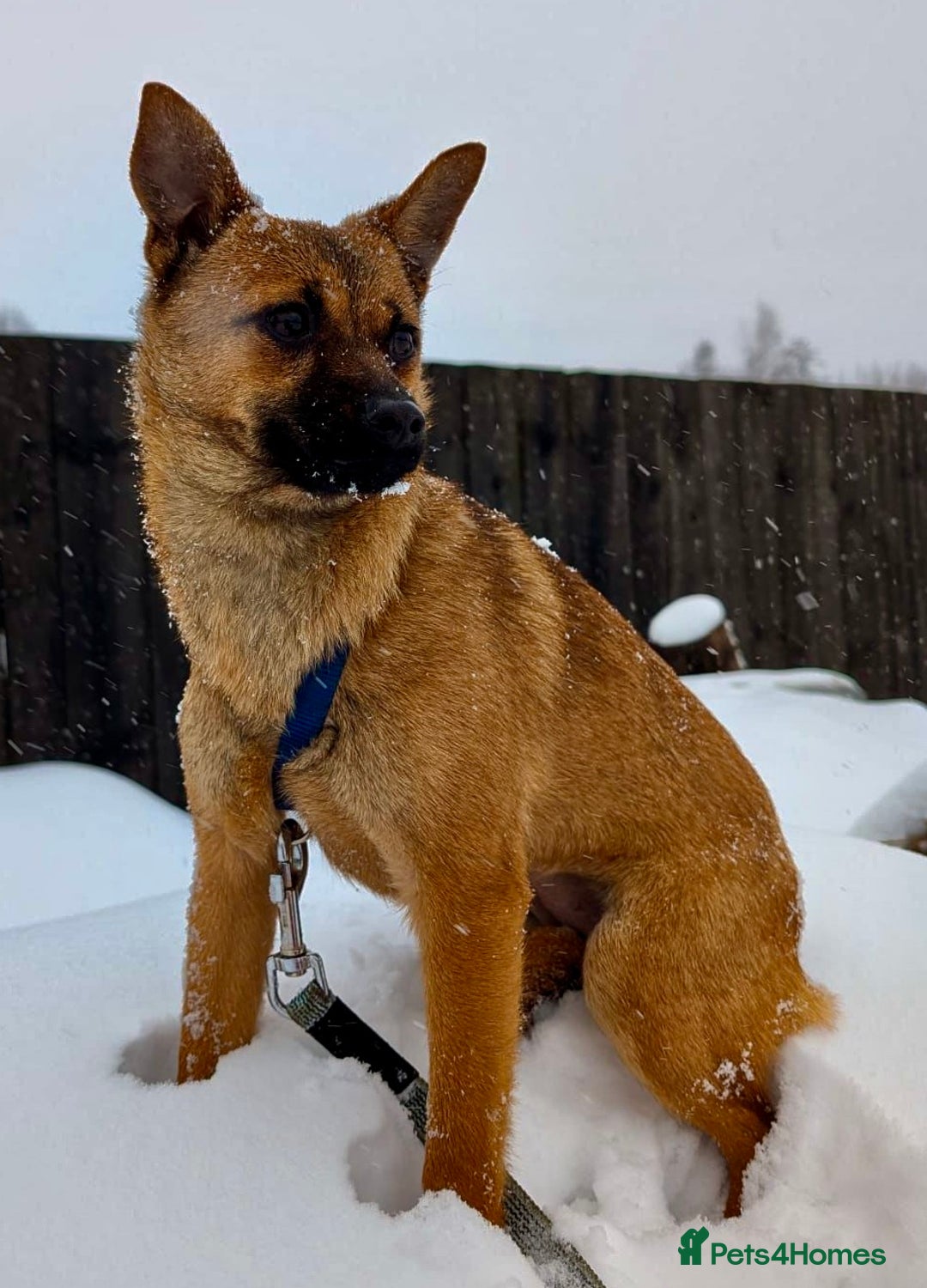 German Shepherd dogs for adoption: 🐾 RUDY – MINI German Shepard - Advert 1