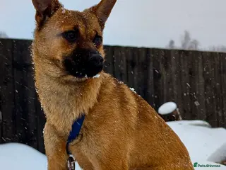 German Shepherd dogs 🐾 RUDY – MINI German Shepard - Advert 15