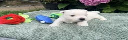 West Highland Terrier dogs for sale: Gorgeous West Highland Terriers in Tonbridge - Advert 13