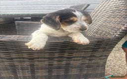 Jack Russell dogs for sale: Jack Russell puppy - Image 2