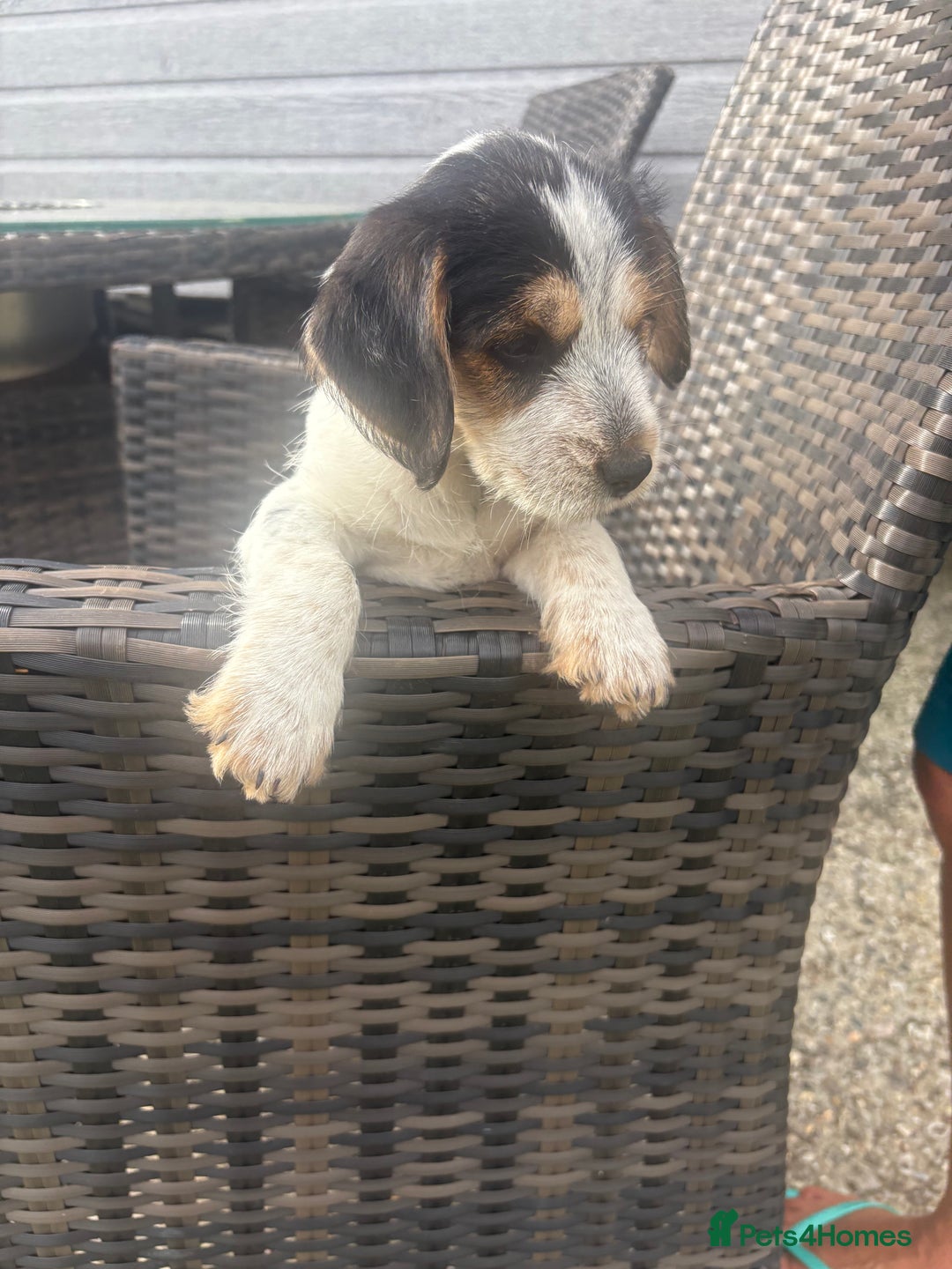 Jack Russell dogs for sale: Jack Russell puppy - Image 2