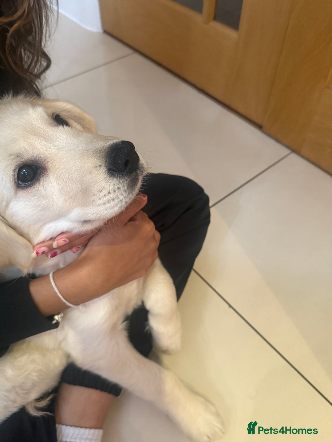 Golden Retriever dogs for sale: Quality Golden Retriever Puppy - Image 3