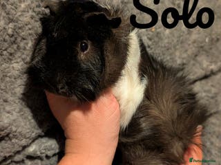 Guinea Pig rodents Lovely lone boar - Male Guinea pig - Advert 21
