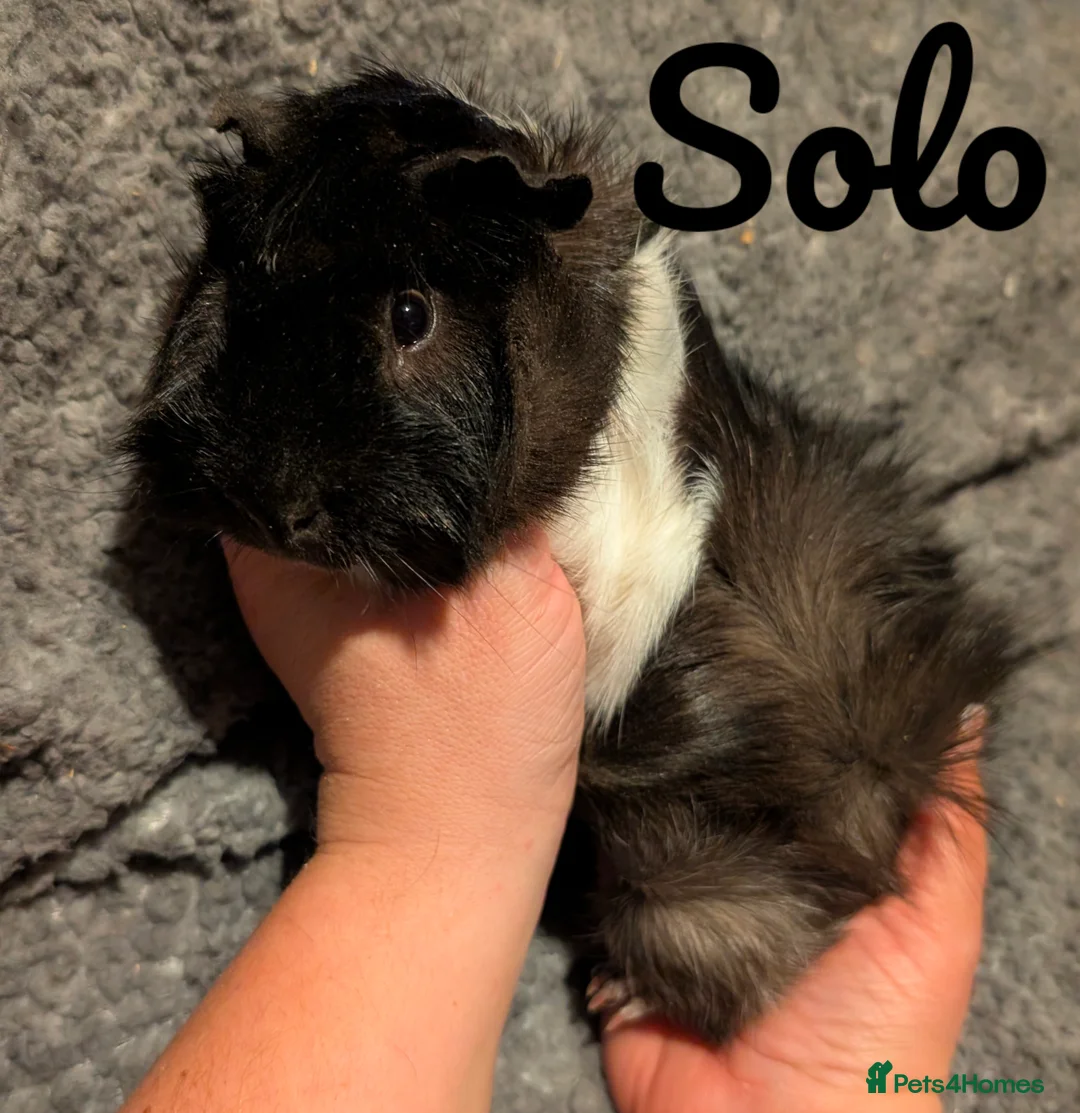 Guinea Pig rodents for sale: Lovely male Guinea pigs - Advert 1