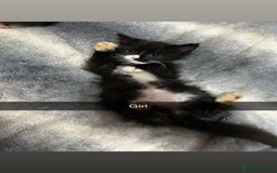 Mixed Breed cats for sale: 6 beautiful babies  - Image 4