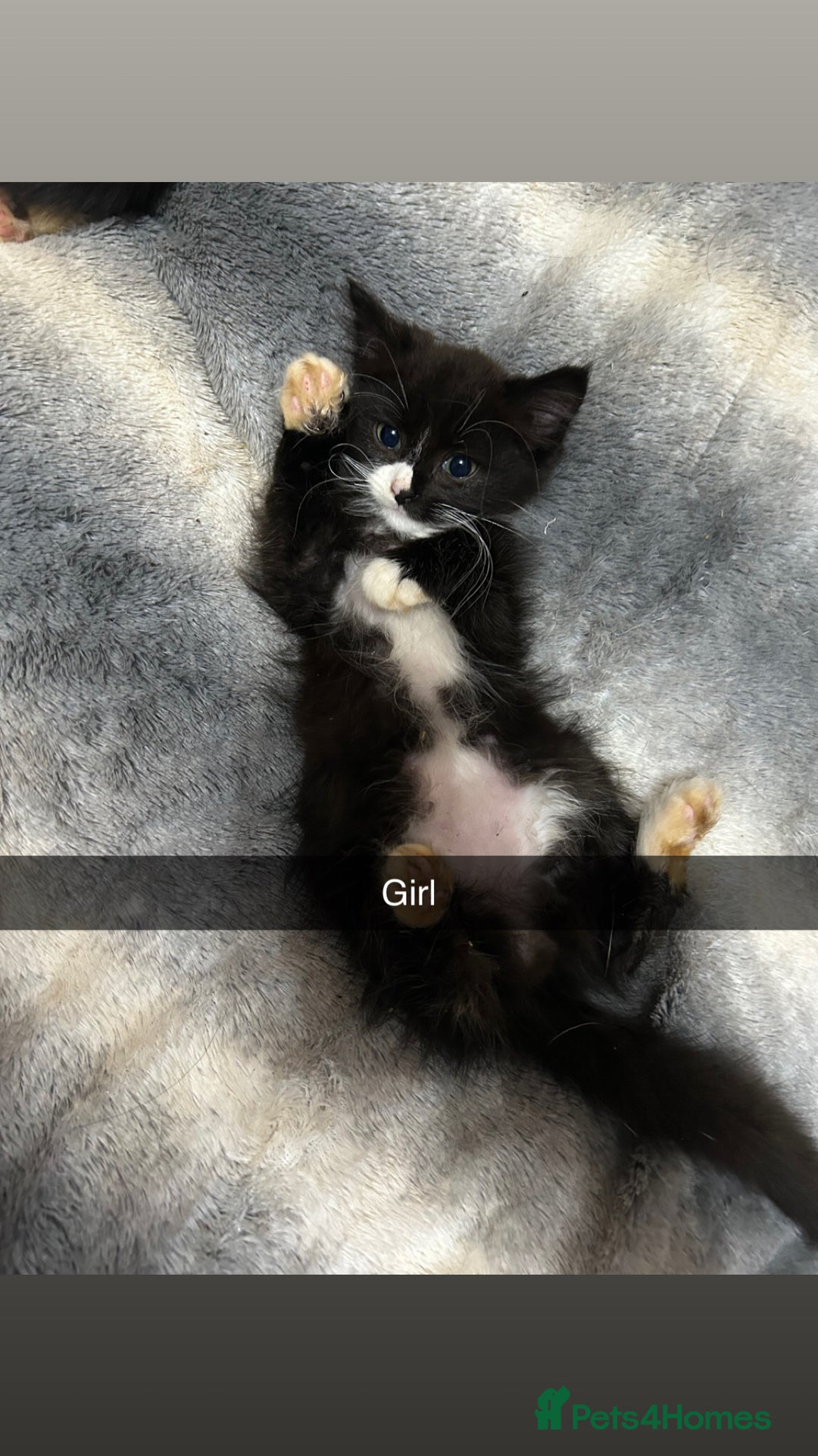 Mixed Breed cats for sale: 6 beautiful babies  - Image 4