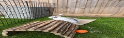 Mixed Breed rabbits for sale: Beautiful 3 month old male bunny for sale  in Bicester - Advert 2