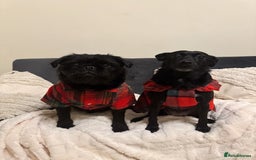 Jug dogs for sale: 2 small dogs for adoption - Image 2