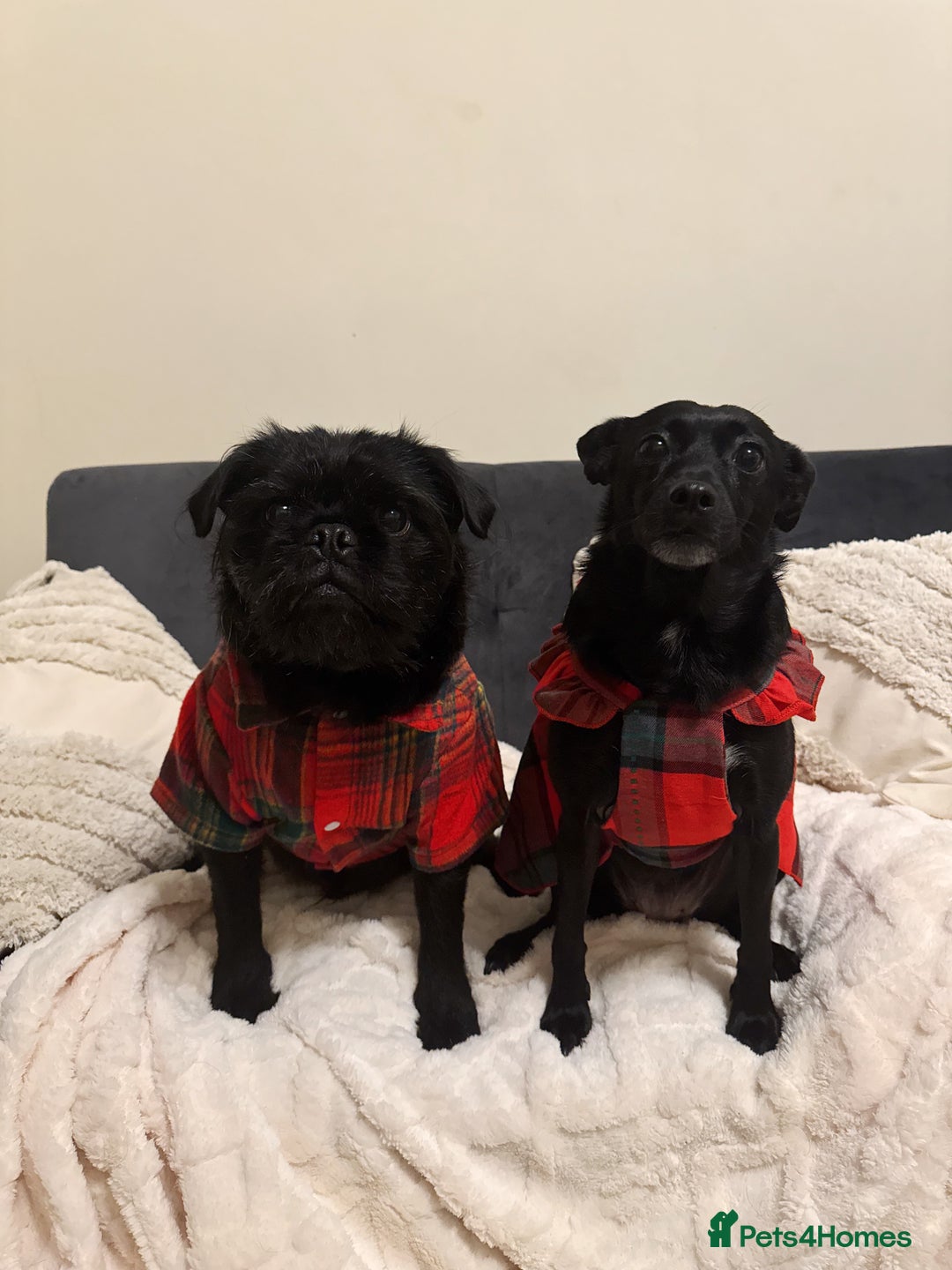 Jug dogs for sale: 2 small dogs for adoption - Image 2