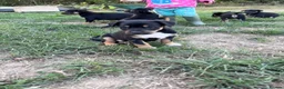 Australian Kelpie dogs for sale: Kelpie cross Collies in Launceston - Advert 13