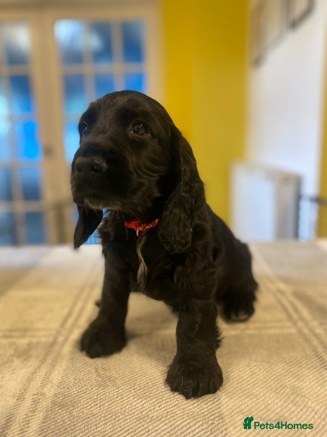 Cocker Spaniel dogs for sale: KC Reg Cocker Spaniels ready next week! Choc/black - Image 4