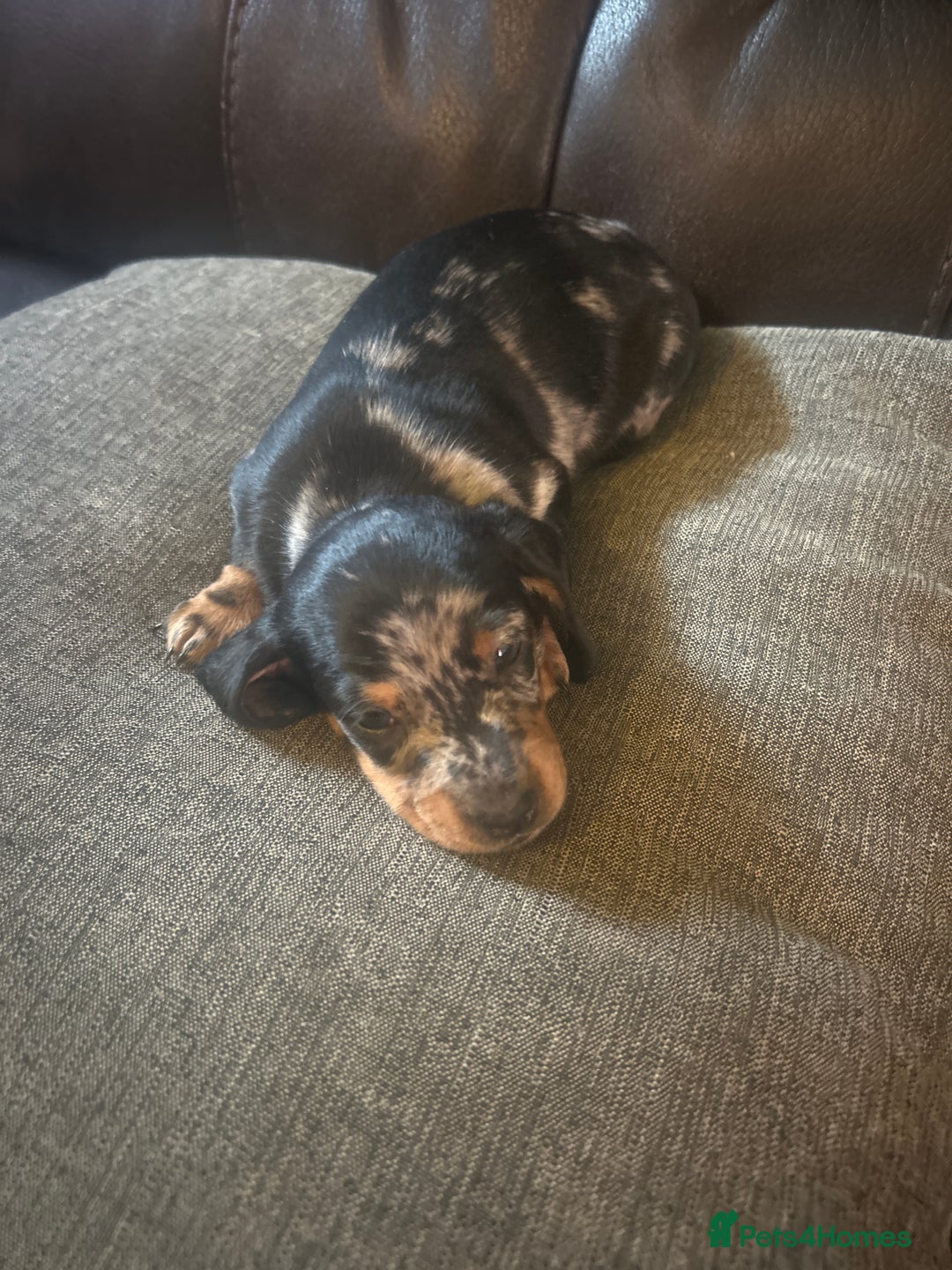 Miniature Dachshund dogs for sale: miniature dash hounds - Advert 21