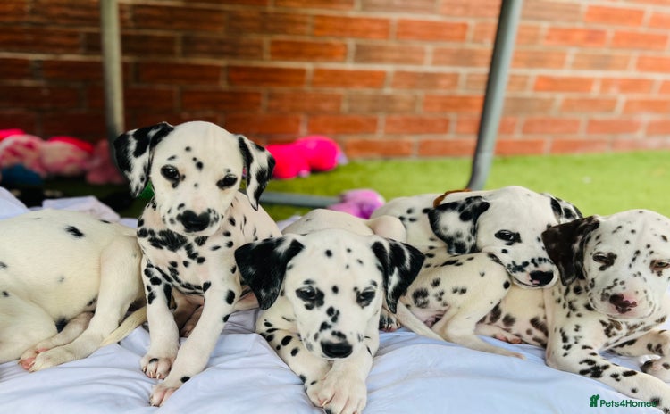 Dalmatian dogs - Advert 3
