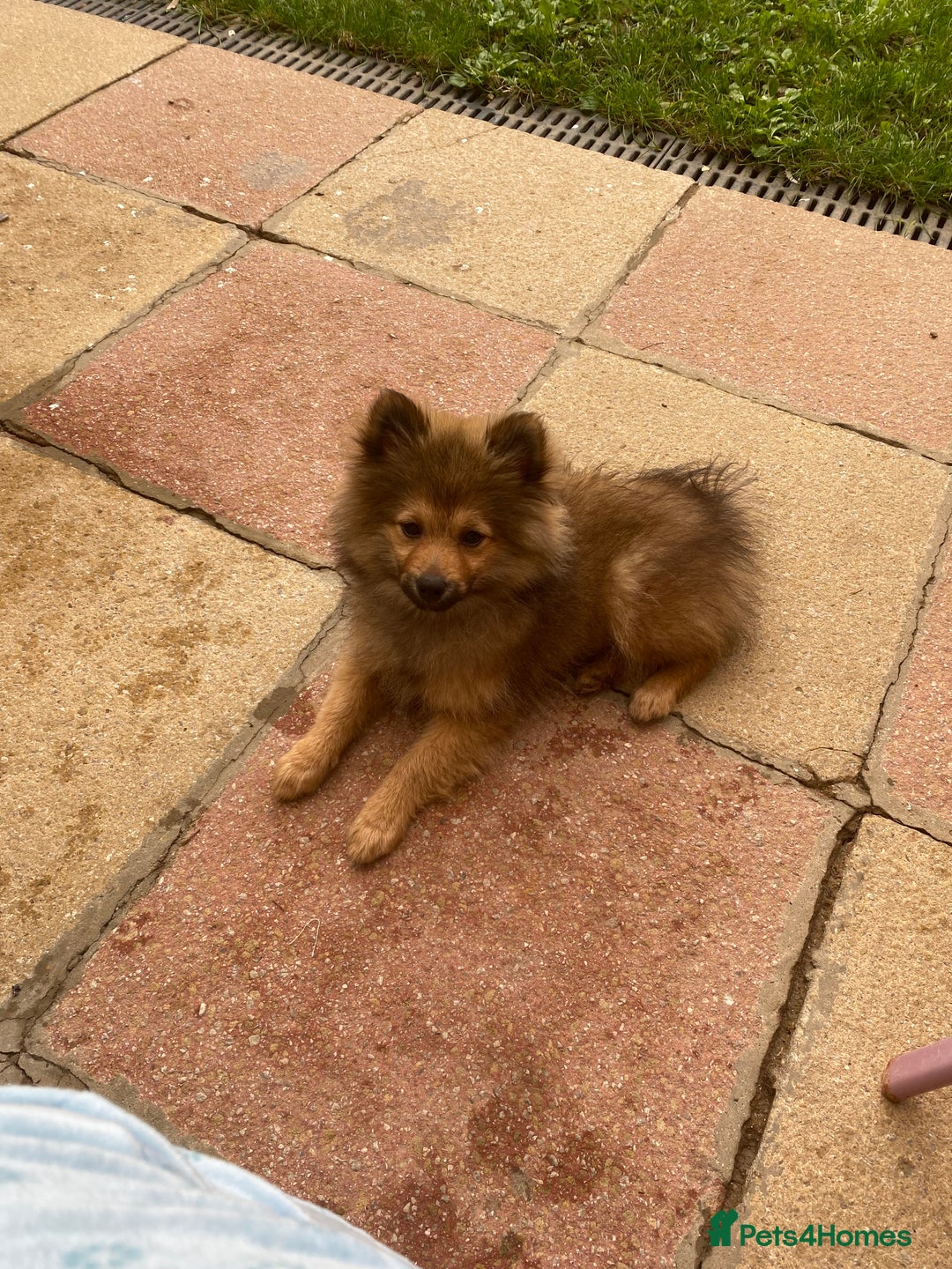 Pomeranian dogs for sale: Our 3 year old Pomeranian boy  - Image 5