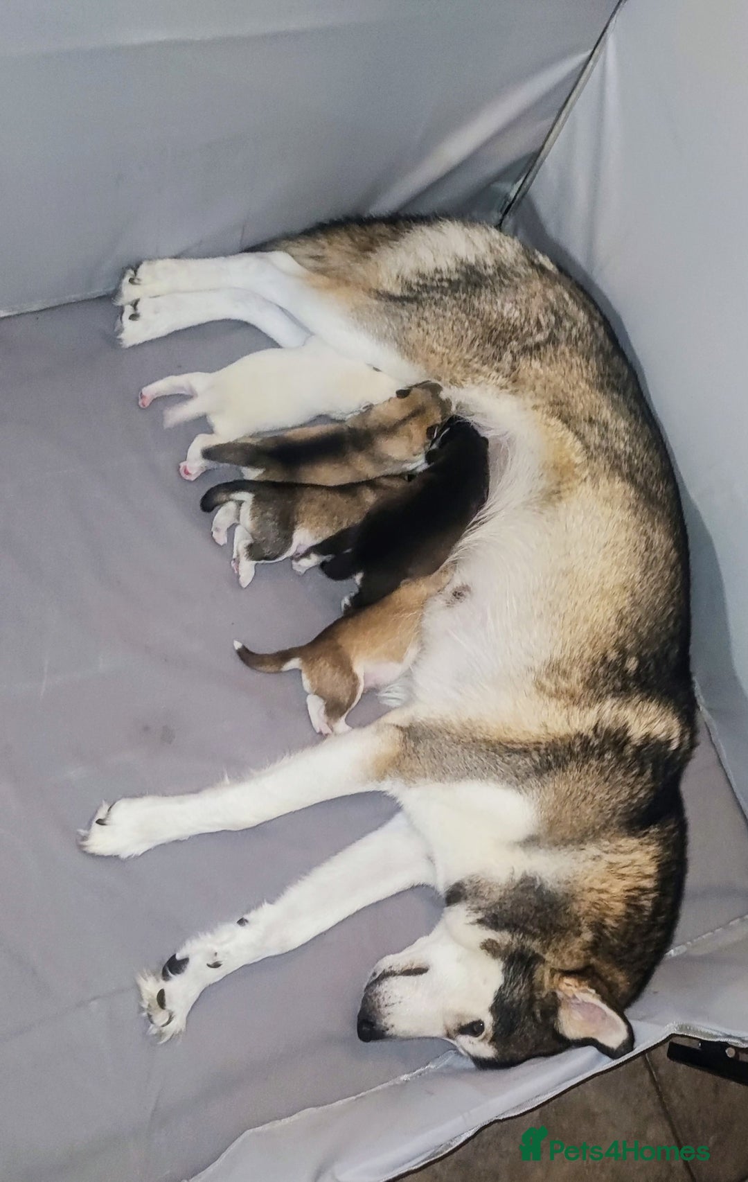 Utonagan dogs for sale: Maliky/ huskymute puppies  - Advert 4