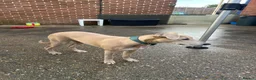 Mixed Breed dogs for sale: Saluki x Staffordshire Bull Terrier Puppy - Advert 4