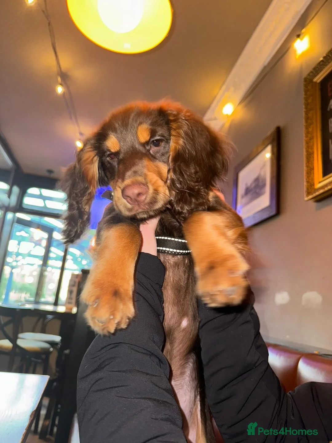 American Cocker Spaniel dogs for sale: Cocker spaniel  - Advert 5