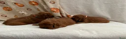 Irish Setter dogs for sale: Irish Setter Puppy - Advert 7