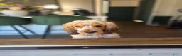 Cocker Spaniel dogs for stud: Stud dog  in Fleet - Advert 8