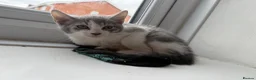 Mixed Breed cats for sale: Beautiful Bengal x Domestic Short Hair Kittens 🐾 - Advert 13